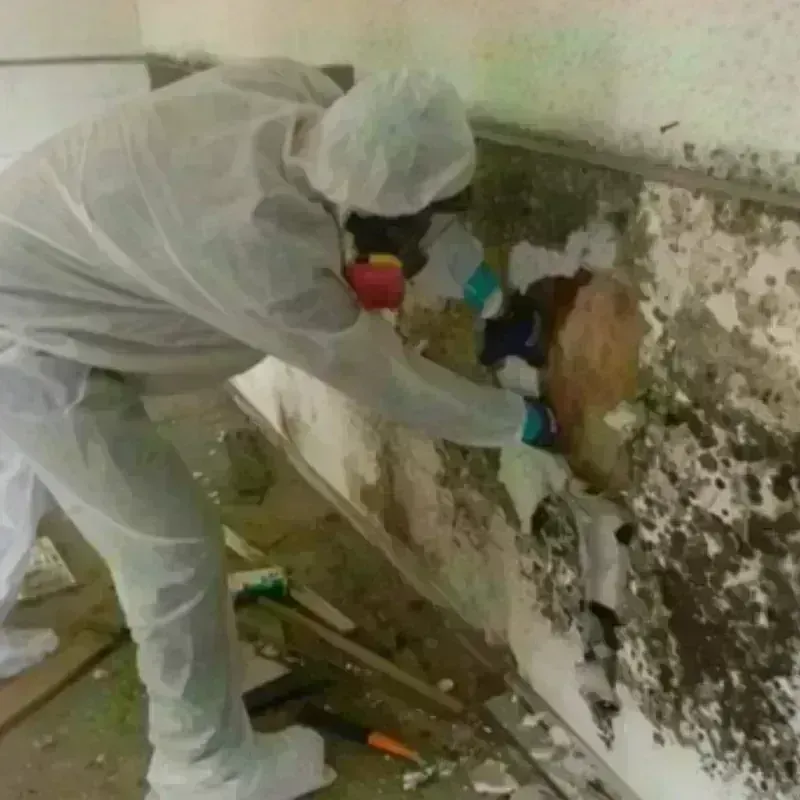 Mold Remediation and Removal in Eldorado at Santa Fe, NM